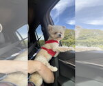 Ozzy - Male Pom-A-Poo Dog for Adoption - Small photo