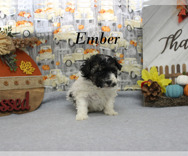 Medium Photo #11 Poodle (Toy) Puppy For Sale in CHANUTE, KS, USA