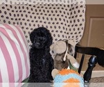 Small Photo #14 Australian Labradoodle Puppy For Sale in W FIELD, NC, USA