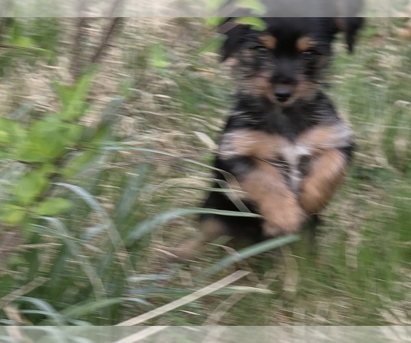Medium Photo #3 Yorkshire Terrier Puppy For Sale in HUDDLESTON, VA, USA