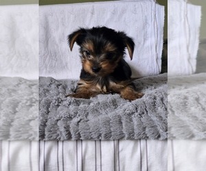 Yorkshire Terrier Puppy for sale in FAYETTEVILLE, NC, USA