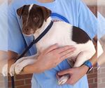 Small #1 Jack-Rat Terrier