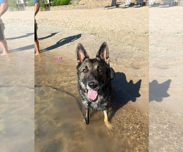 Medium Photo #4 German Shepherd Dog Puppy For Sale in Gretna, NE, USA