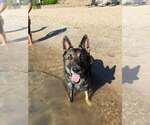 Small #3 German Shepherd Dog