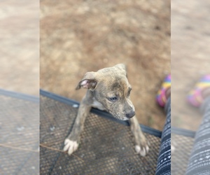 American Pit Bull Terrier Puppy for sale in AUBURN, AL, USA
