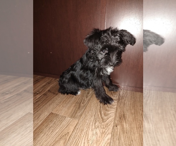 Medium Photo #3 YorkiePoo Puppy For Sale in LAPEER, MI, USA