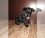 Small Photo #3 YorkiePoo Puppy For Sale in LAPEER, MI, USA