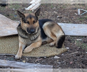 Father of the German Shepherd Dog puppies born on 04/21/2026