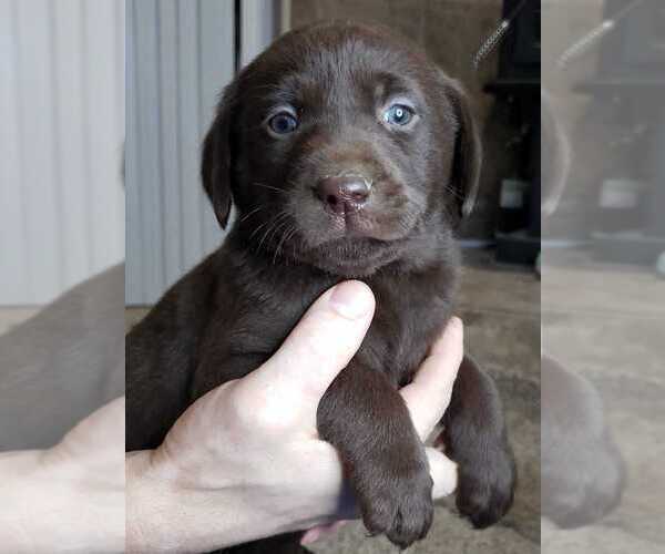 Medium Photo #14 Labrador Retriever Puppy For Sale in OLYMPIA, WA, USA