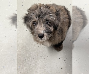 Aussiedoodle Miniature Puppy for sale in HOYLETON, IL, USA