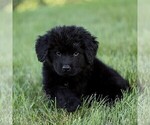 Small #1 Newfoundland