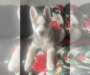 Siberian Husky Puppy for sale in COLUMBIA, MD, USA