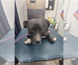 American Bulldog Dogs for adoption in Mobile, AL, USA