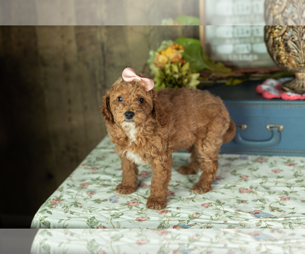 Medium Photo #32 Miniature Labradoodle Puppy For Sale in NAPPANEE, IN, USA