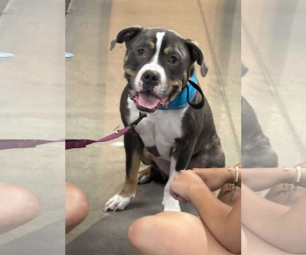 Medium Photo #8 American Pit Bull Terrier-Unknown Mix Puppy For Sale in Germantown, OH, USA