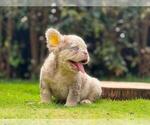 Small #1 French Bulldog