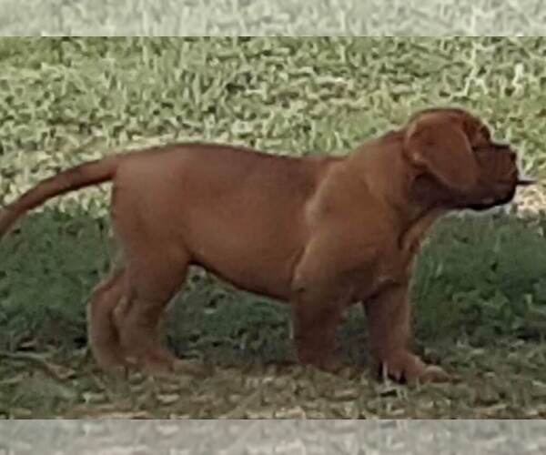 Medium Photo #1 Dogue de Bordeaux Puppy For Sale in VERNAL, UT, USA