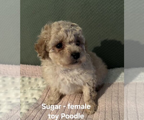 Medium Photo #2 Poodle (Toy) Puppy For Sale in CLARKRANGE, TN, USA