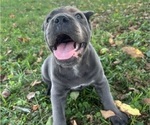 Small Photo #7 Cane Corso Puppy For Sale in CLARKRANGE, TN, USA