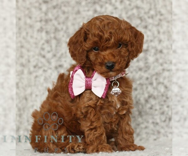 Medium Photo #1 Poodle (Toy) Puppy For Sale in NEW HOLLAND, PA, USA