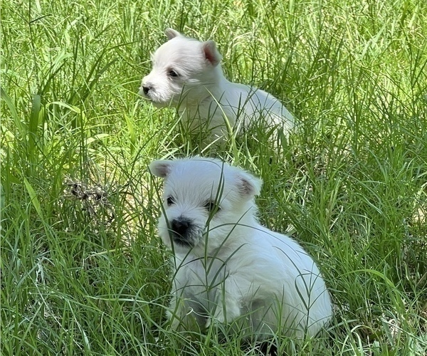 Medium Photo #17 West Highland White Terrier Puppy For Sale in PHOENIX, AZ, USA