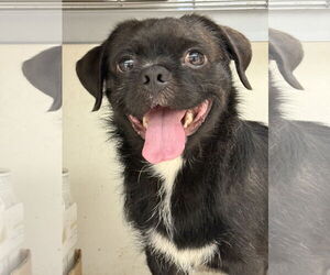 Pug-Unknown Mix Dogs for adoption in San Diego, CA, USA