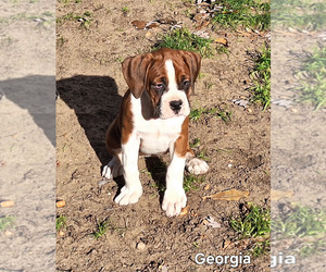 Boxer Puppy for sale in HOPKINS, MI, USA