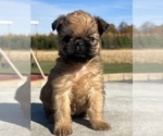 Small #3 Brussels Griffon