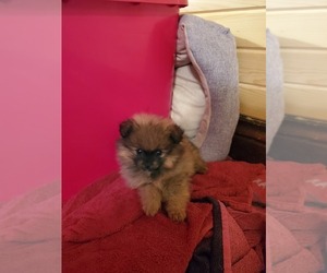 Pomeranian Puppy for sale in PITTSVILLE, WI, USA