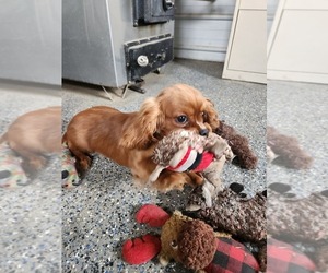 Cavalier King Charles Spaniel Puppy for sale in CARLISLE, KY, USA