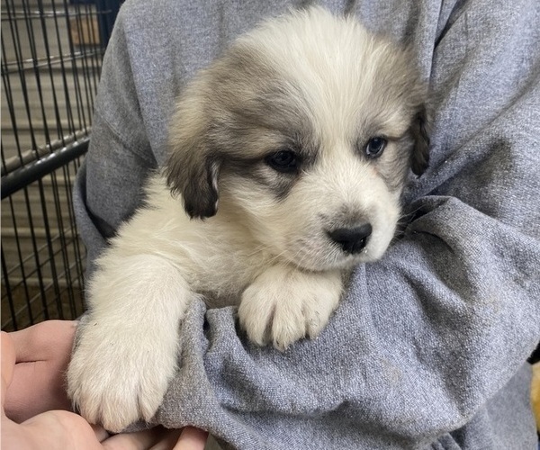 Medium Photo #1 Great Pyrenees Puppy For Sale in HUBBARD, IA, USA