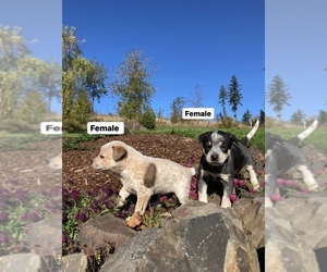 Australian Cattle Dog Puppy for sale in CHEHALIS, WA, USA