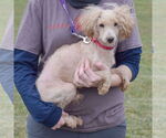 Small #1 Mutt