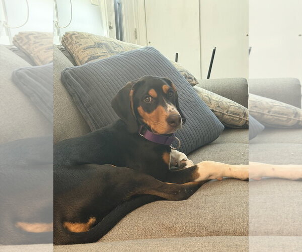 Medium Photo #4 Mutt Puppy For Sale in Rockaway, NJ, USA