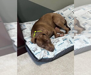 Cocoapup - Female American Pit Bull Terrier-Chocolate Labrador retriever Mix Dog for Adoption - Photo #9