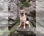 Small Photo #1 German Shepherd Dog Puppy For Sale in OAK GROVE, OR, USA