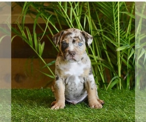 American Bully Puppy for sale in DE LEON SPRINGS, FL, USA
