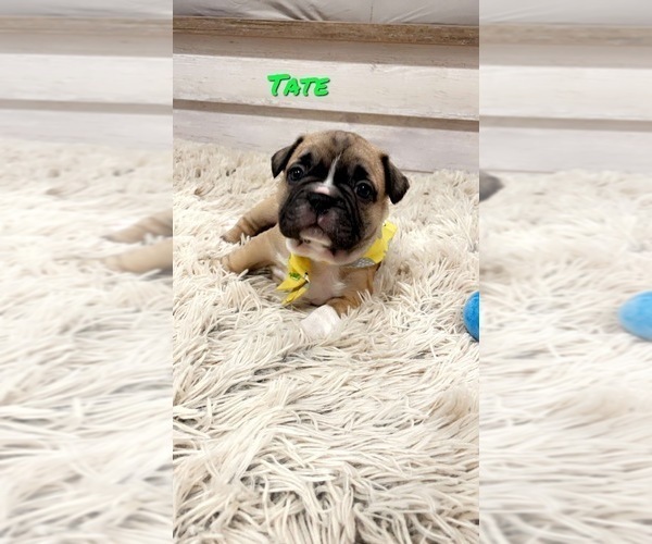 Medium Photo #1 French Bulldog Puppy For Sale in TULLAHOMA, TN, USA