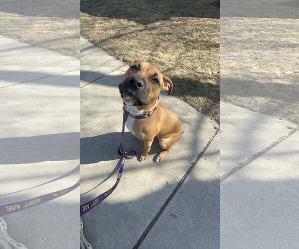 Medium Photo #3 Boxer-Unknown Mix Puppy For Sale in Sheboygan, WI, USA