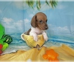 Small #9 Dachshund
