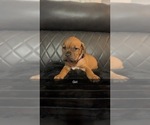 Small Photo #5 Dogue de Bordeaux-Muscle Mastiff Mix Puppy For Sale in COOKEVILLE, TN, USA