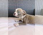 Image preview for Ad Listing. Nickname: Puppy 1