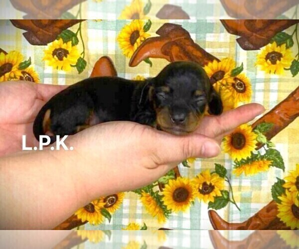 Medium Photo #3 Dachshund Puppy For Sale in WINNSBORO, LA, USA