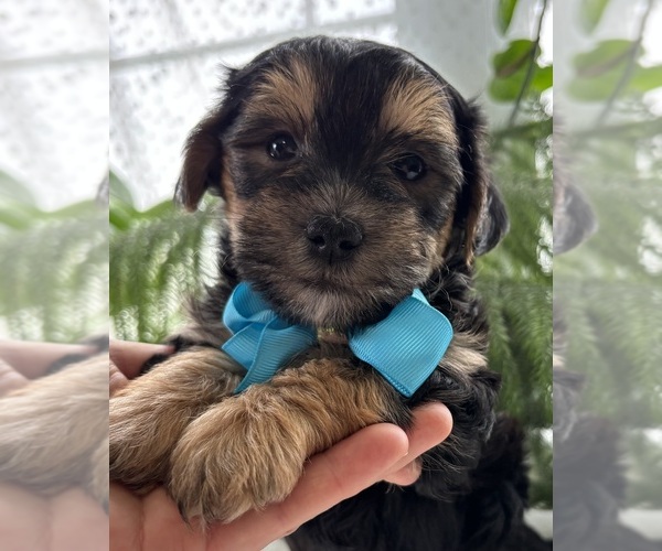 Medium Photo #12 Morkie Puppy For Sale in ROCK STREAM, NY, USA