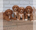 Ava - Female Cavapoo (Miniature) Puppy for Sale - Photo #2