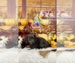 Small #11 Dachshund