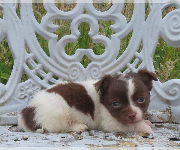 Medium Photo #20 Chihuahua Puppy For Sale in HAYES, VA, USA