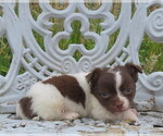 Small #19 Chihuahua