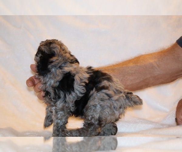 Medium Photo #10 Poodle (Toy) Puppy For Sale in DYERSBURG, TN, USA