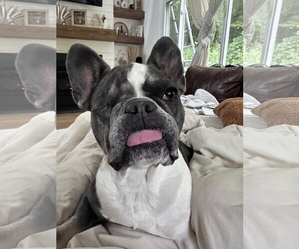 Medium Photo #2 French Bulldog Puppy For Sale in St. Louis Park, MN, USA